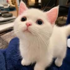 Hendra Kurniawan avatar