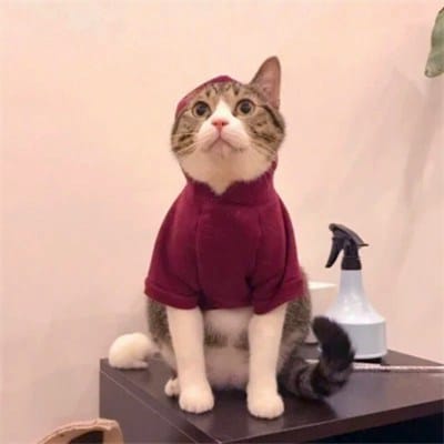 Taufik Hidayat avatar